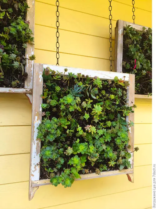 Succulents in Hanging Wooden Frames