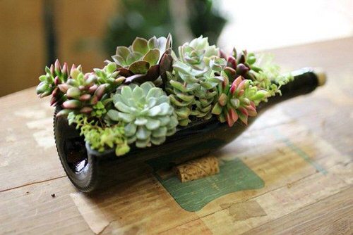 Wine Bottles as planter