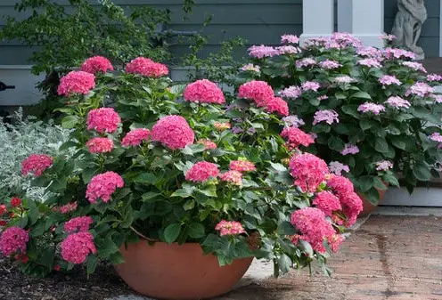 Container Gardening