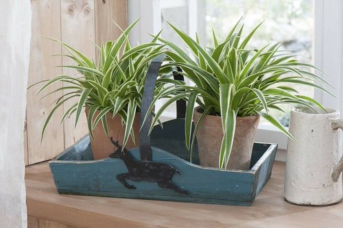 Spider Plant Ideas