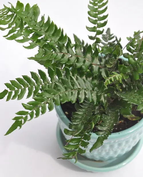 Most Exotic Ferns 11