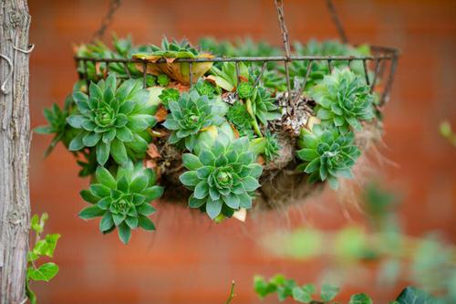 Succulents Metal Basket
