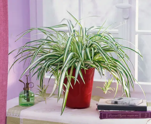 Spider Plant Ideas