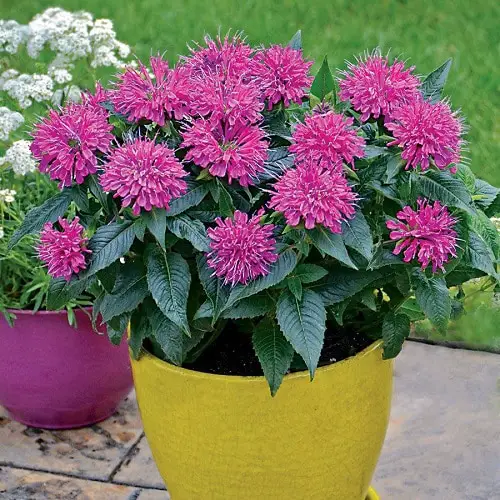 Herbs with Pink Flowers