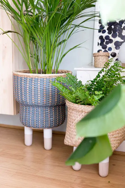 Plant Display Ideas