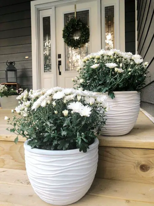Decoration Ideas with Plants 