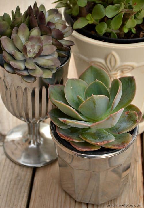 Glass Succulent Planters
