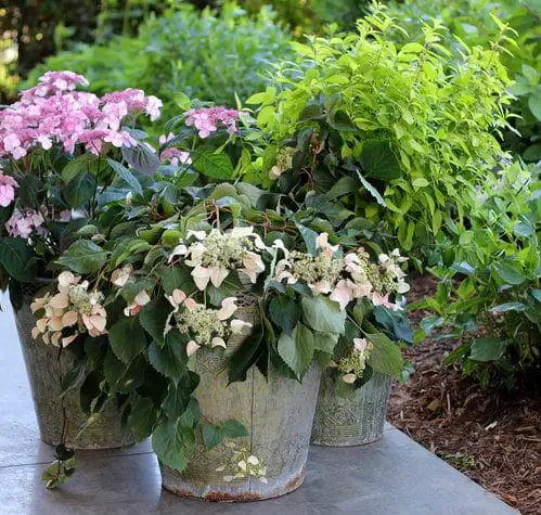 Awesome Pictures of Container Gardening 