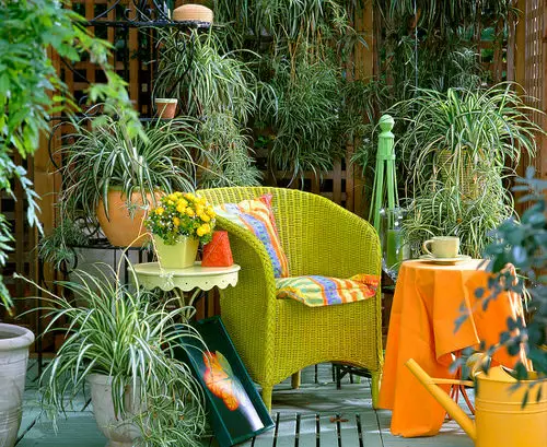 Spider Plant Ideas