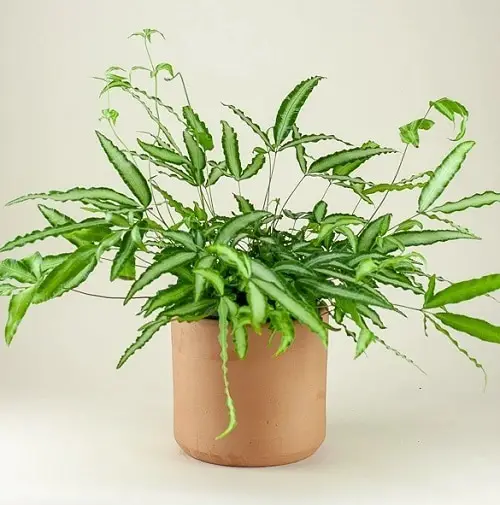 Most Exotic Ferns 12