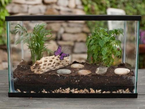 Plant Display Ideas