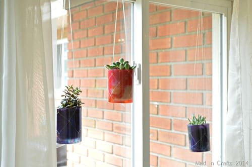 Hanging Succulents
