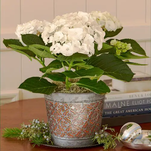 Awesome Pictures of Container Gardening 