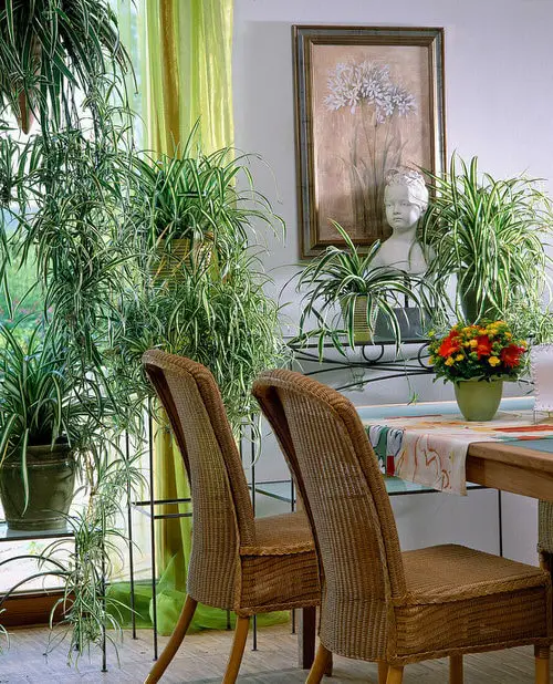 Spider Plant Ideas