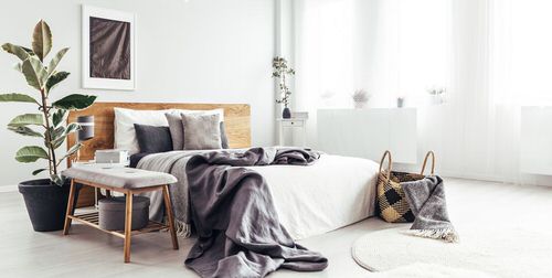 Large Foliaged Plant for an Urban Bedroom