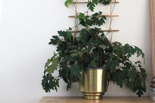 Plant Display Ideas