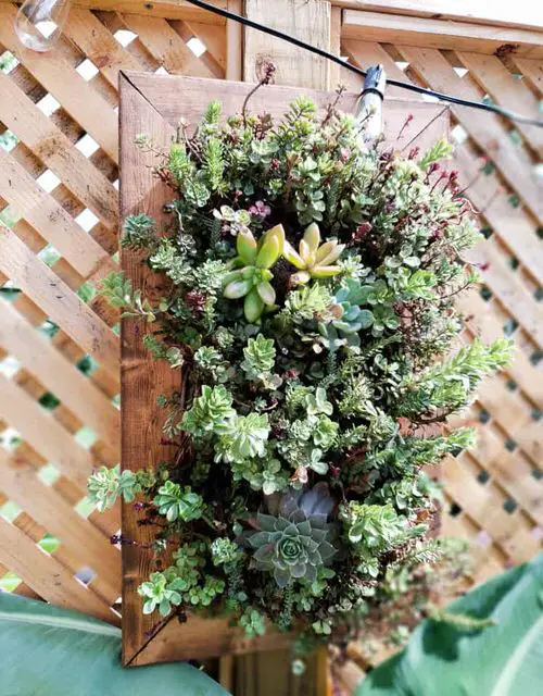 Wooden Vertical Succulent Garden