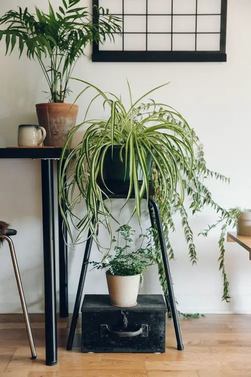 Spider Plant Ideas