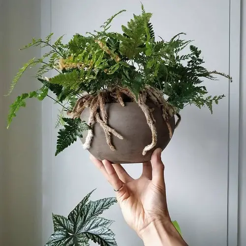 Most Exotic Ferns 13