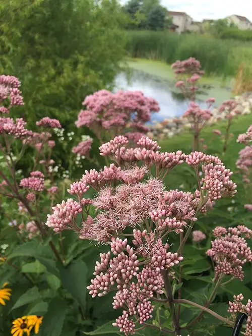 Different Kinds of Pink Garden Flowers