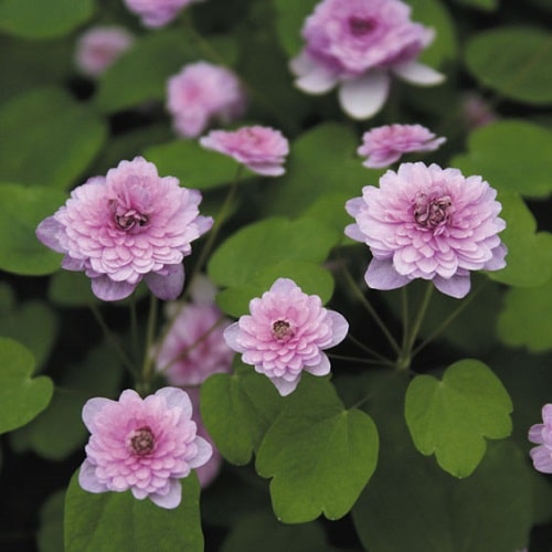 Kinds of Pink Garden Flowers 