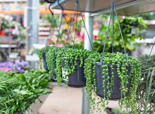 Succulent Hanging Garden Ideas
