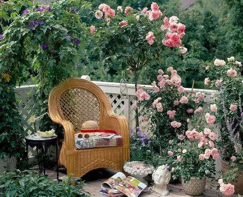 Vintage Chair and Lots of Roses