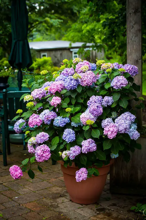 Awesome Pictures of Container Gardening with Hydrangeas
