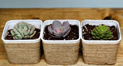 Succulent Pots