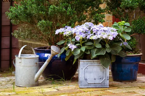 Pictures of Container Gardening with Hydrangeas