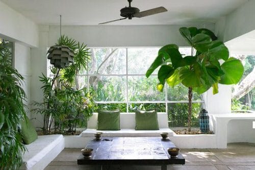 Indoor Plant Ideas