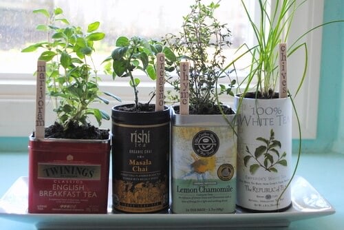 Old Tea Tins Turned Into Fabulous Indoor Plant Homes