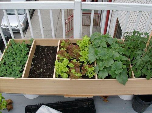 Raised Bed Ideas for Balcony Gardeners