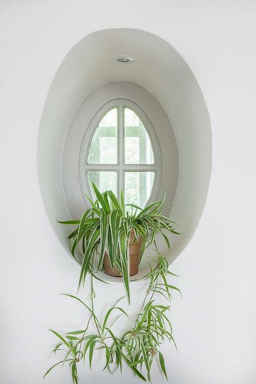 Spider Plant Ideas