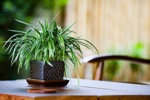 Awesome Spider Plant Ideas 