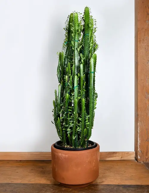 Growing Houseplants