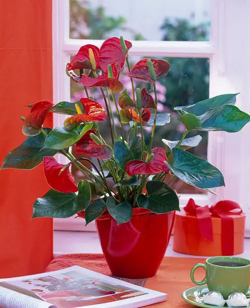 Affordable Houseplants You Can Get So Cheap! Even Free! 2