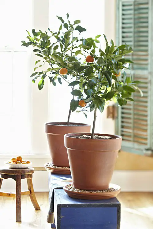 Kitchen Scraps that can Become Future Houseplants