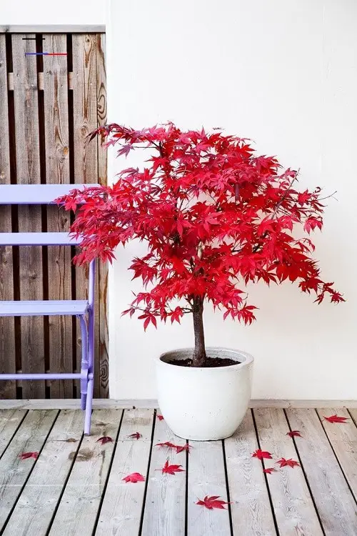 Tree Like Houseplants 