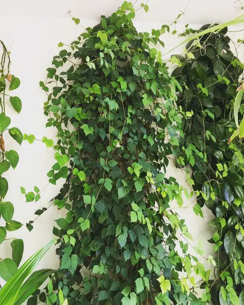 Low-Light Outdoor kangaroo Vines