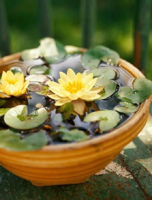 Plants That Are Suitable for Indoor Water Gardens
