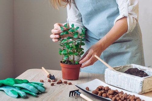 Plants that Repel Roaches 2