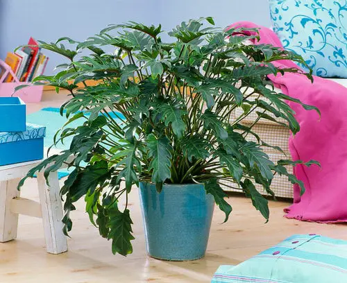 Indoor Plants that are Literally Oxygen Bombs 