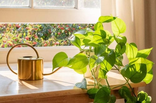 Houseplants that Grow Without Soil
