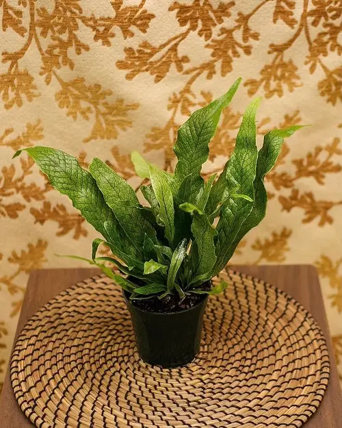 Most Exotic Ferns 15