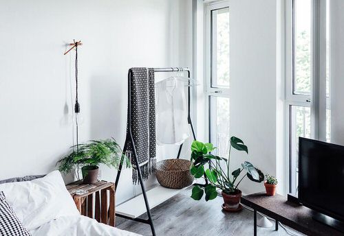 Clothes Rack and Monstera