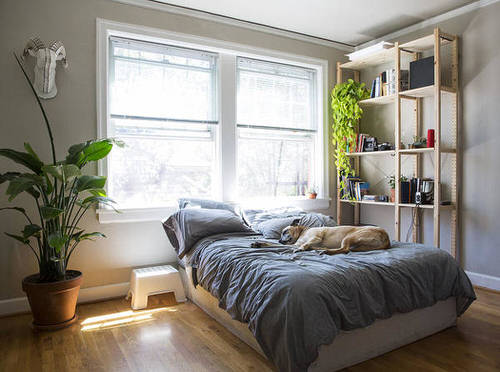 Bedroom with Potted and Trailing Plants