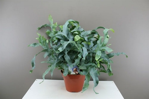 Most Exotic Ferns 16