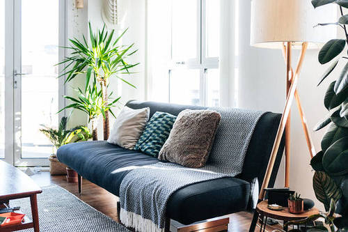 Indoor Plant Ideas for Large Rooms