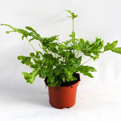 Most Exotic Ferns 17